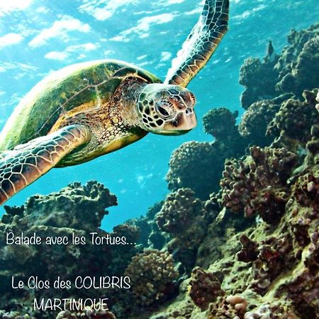 Lodge Pamplemousse Avec Piscine Privative , Dans Parc Calme A 500 M Plage Le Carbet Exteriér fotografie