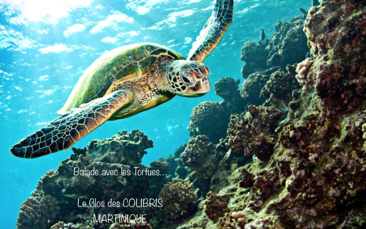 Lodge Pamplemousse Avec Piscine Privative , Dans Parc Calme A 500 M Plage Le Carbet Exteriér fotografie
